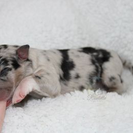 Riddle - Australian Shepherd puppy in Anamosa, Iowa from Roulette Australian Shepherds