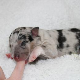 Riddle - Australian Shepherd puppy in Anamosa, Iowa from Roulette Australian Shepherds