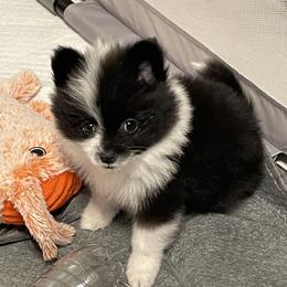Pippa - Blue parti female Pomeranian puppy in Irving, Texas from Thea's Pomeranians