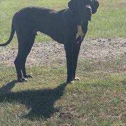 Winston - Great Dane