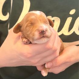 Twilight - Red female Cavapoo puppy in Kalamazoo, Michigan from Sleeping Bear Kennels