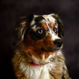 Nysa - Miniature Australian Shepherd