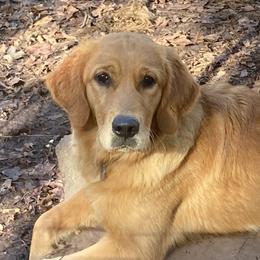 Nakia - Golden Retriever