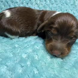 Tootsie - Piebald female Dachshund puppy in Jarales, New Mexico from Poker Paws Dachshunds