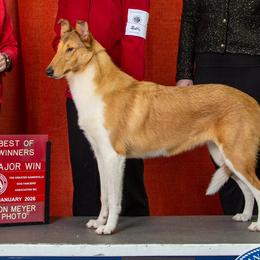 Collies from Storeybrooke Collies