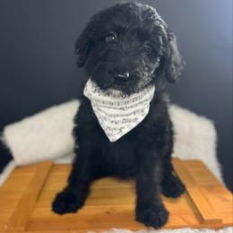 Copper - Black male Bordoodle puppy in Valley Center, California from Circle R Valley Bordoodls