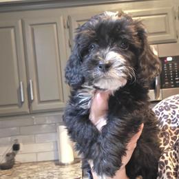 Frankie - male Golden Mountain Doodle puppy in Palestine, Texas from KK's Doodle Bunch