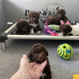 Lagotto Romagnolo Puppies from Anna’s Lagottos