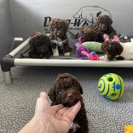 Lagotto Romagnolo Puppies from Anna’s Lagottos