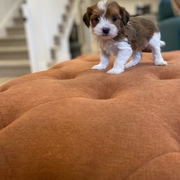 Havanese and Havapoo Puppies from Ladypawspuppies