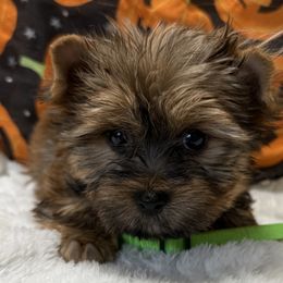 Gorgie - Black and gold male Yorkshire Terrier puppy in Lexington, North Carolina from Silver Valley Yorkies