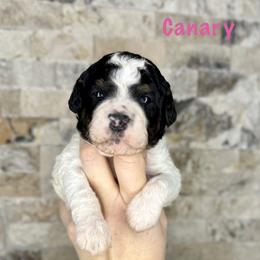 Canary - Black and white female Bernedoodle puppy in Midland, Michigan from Northern Charm Farm