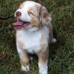 Picasso - Red merle male Australian Shepherd puppy in Falcon, Missouri from www.maubachranch.com