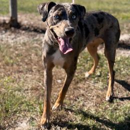 MJ - Blue merle female Catahoula Leopard Dog puppy in Okeechobee, Florida from Lazy 44 Catahoulas