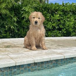 Golden Retriever Puppies from Golden Hour Golden Retrievers