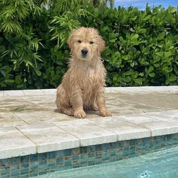 Golden Retriever Puppies from Golden Hour Golden Retrievers
