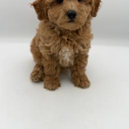 Moose - Red  male Goldendoodle puppy in Millersburg, Ohio from Ohio Puppy Paws