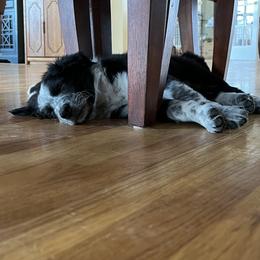 Border Collie Puppies from Roaring River Border Collies
