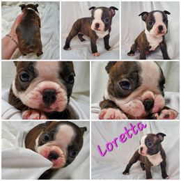 Boston Terrier and French Bulldog Puppies from Tiffany Pohl's Boston Terriers & French Bulldogs
