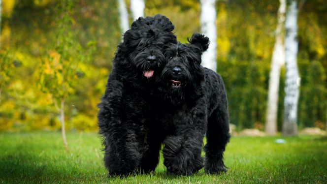 Black Russian Terrier