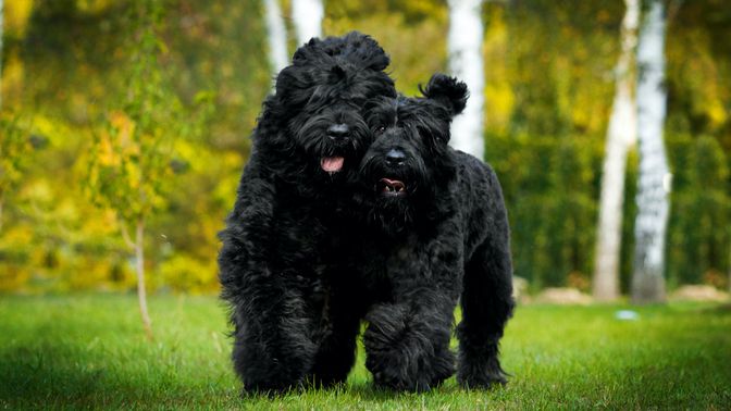 Black Russian Terrier