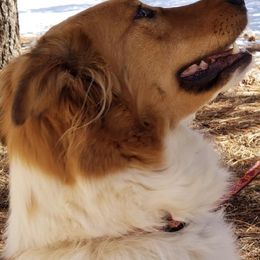 Old Time Scotch Collies from Glorieta Old Time Scotch Collies