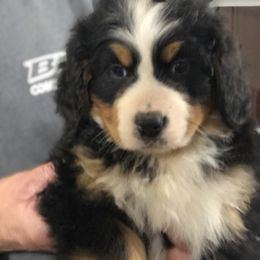 Bernese Mountain Dog Puppies from Humble Hearts Bernese
