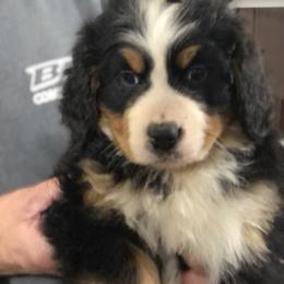 Bernese Mountain Dog Puppies from Humble Hearts Bernese