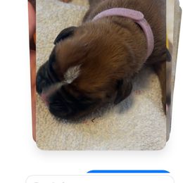 Penny - Fawn female Boxer puppy in Plainville, Connecticut from AKC Boxer Club Plainville and Plank trail boxers