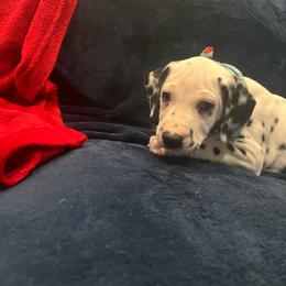 Bluebell - White and black male Dalmatian puppy in Austin, Texas from Dazzling Dalz