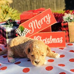 Sugarplum - Red female Cavapoo puppy in Dallas, Texas from Halo's Heroes Doodles
