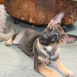 German Shepherd Puppies from Griffin's Mountain Kennel