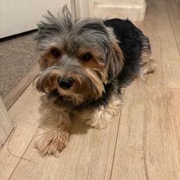 Daisy - Black and tan female Yorkshire Terrier puppy in Black Canyon City, Arizona from Sweet Hart Yorkies