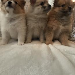 Pomeranian Puppies from Regal Poms