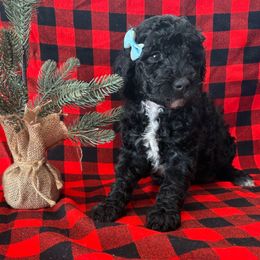 Bluegrass Bluey - Black female Goldendoodle puppy in Camden, North Carolina from Oopsie Doodles of NC