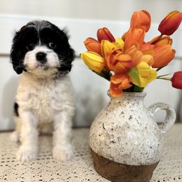 June - Black and white female Cavapoo puppy in Kankakee, Illinois from Apricot Roots Doodles