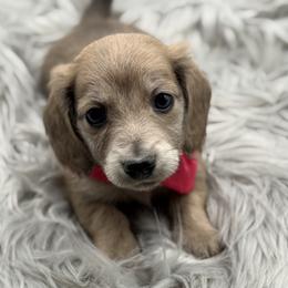 Valentina AKC limited - Gray (blue) and cream female Dachshund puppy in Bartlesville, Oklahoma from OkieDokieDox