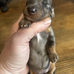 Peaches - Dapple female Dachshund puppy in White Cloud, Michigan from West Michigan Dachshund