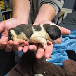Boy 1 - Brown and white male Saint Bernard puppy in Clover, South Carolina from Sweetest Saints