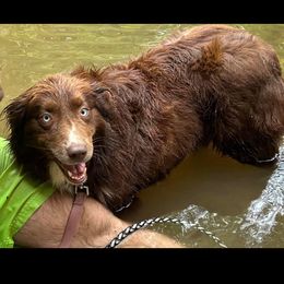 Ruby - Australian Shepherd