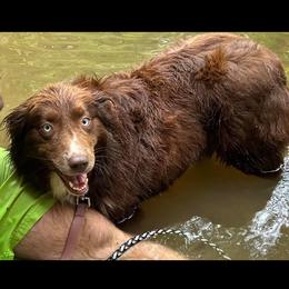 Ruby - Australian Shepherd