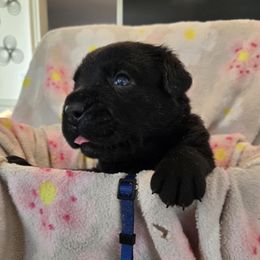Blue Collar - Black male Cane Corso puppy in Pylesville, Maryland from Safe Haven Cane Corso