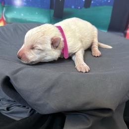 Mallow - White female German Shepherd puppy in Magnolia, Texas from K & Q Shepherds