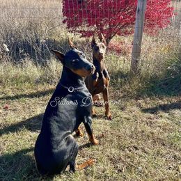 Vita - Doberman Pinscher