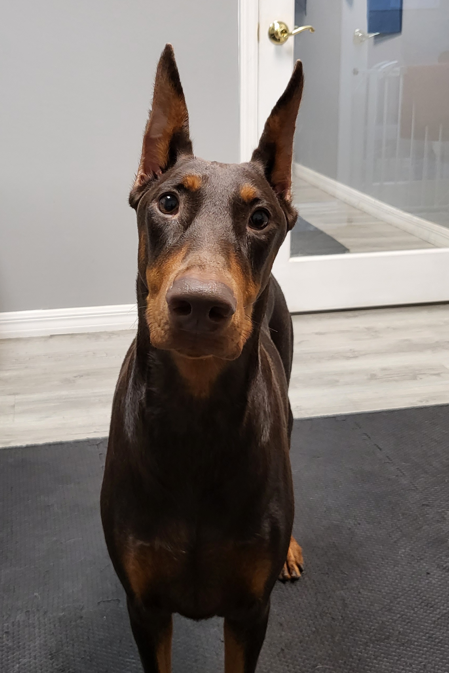 Sammy - Doberman Pinscher