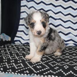 Connor - Blue merle male Aussiedoodle puppy in Arthur, Illinois from Perfect Pugs