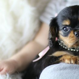 Cavalier King Charles Spaniel Puppies from Applewood Cavaliers