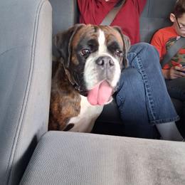 Zuri - Boxer