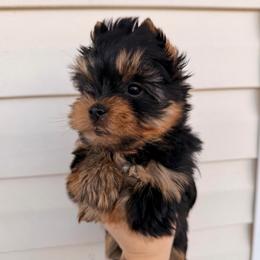 Kylo - Black and tan male Yorkshire Terrier puppy in Georgia from Nalley Kennels