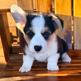 Billy - Black and tan male Pembroke Welsh Corgi puppy in El Dorado Springs, Missouri from Trixie Dixie